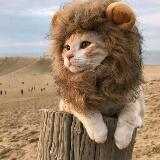 Profile picture for client 'chipaku', showing a cat wearing a lion's mane costume, a satisfied PCExperts101 customer.