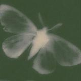 Profile picture for client '_skittymaditty', showing a light-colored moth, a satisfied PCExperts101 customer.